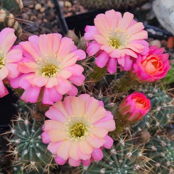 Lobivia pampana